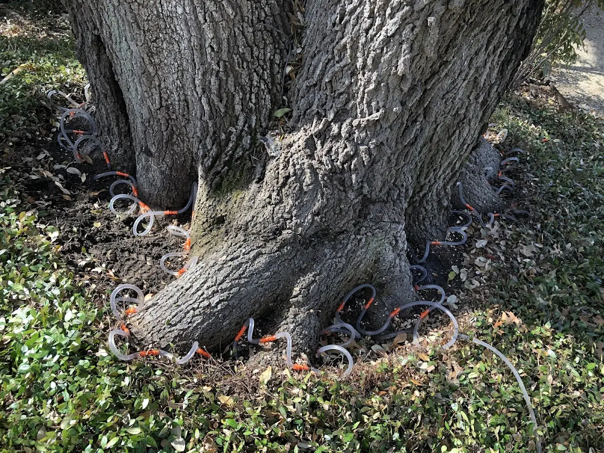 Detailed Tree Cabling and Bracing job site in Tamworth